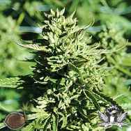 Emerald Triangle Seeds Lost Coast OG